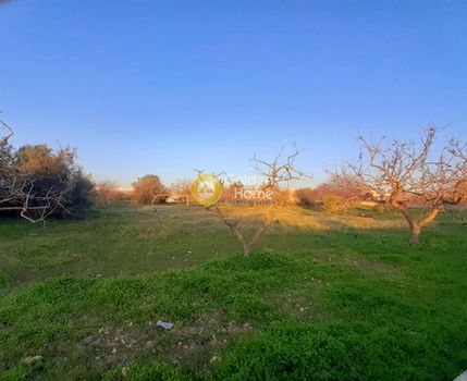 Land plot 4.000sqm for rent-Aegina » Livadi