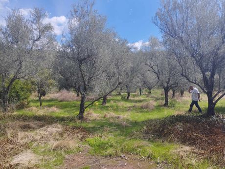 Οικόπεδο 3.600 τ.μ. πρός πώληση