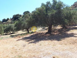Οικόπεδο 4.000 τ.μ. προς πώληση, Πατσίδες-thumb-4