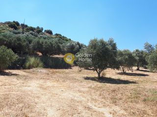 Οικόπεδο 4.000 τ.μ. προς πώληση, Πατσίδες-thumb-3
