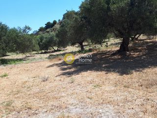 Οικόπεδο 4.000 τ.μ. προς πώληση, Πατσίδες-thumb-6