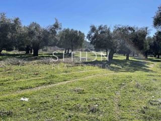 Αγροτεμάχια 700 τ.μ. για πώληση