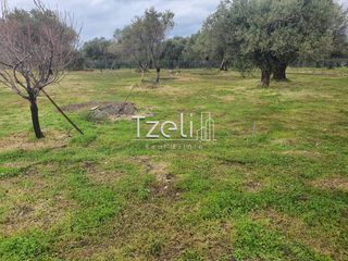 Αγροτεμάχια 13.000 τ.μ. για πώληση
