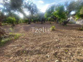 Αγροτεμάχια 2.684 τ.μ. για πώληση, Αχαΐα, Πάτρα-thumb-7