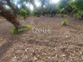 Αγροτεμάχια 2.684 τ.μ. για πώληση, Αχαΐα, Πάτρα-thumb-24