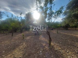 Αγροτεμάχια 2.684 τ.μ. για πώληση, Αχαΐα, Πάτρα-thumb-4