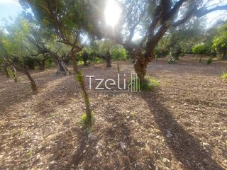 Αγροτεμάχια 2.684 τ.μ. για πώληση, Αχαΐα, Πάτρα-thumb-8