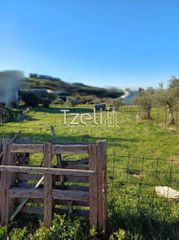 Οικόπεδο 1.000 τ.μ. για πώληση, Αχαΐα, Μεσσατίδα-thumb-5