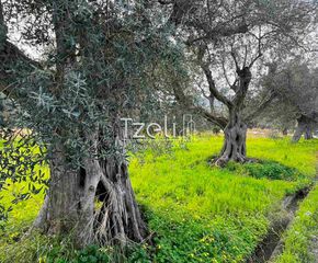 Οικόπεδο 4.475 τ.μ. για πώληση, Αχαΐα, Ρίο-thumb-3
