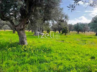 Οικόπεδο 4.475 τ.μ. για πώληση, Αχαΐα, Ρίο-thumb-7
