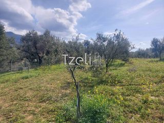 Οικόπεδο 3.688 τ.μ. για πώληση, Αχαΐα, Μεσσατίδα-thumb-11