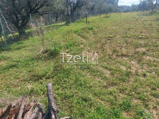 Οικόπεδο 3.688 τ.μ. για πώληση, Αχαΐα, Μεσσατίδα-thumb-13