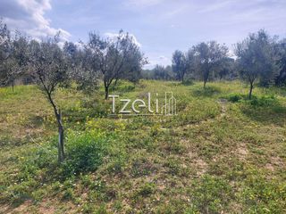 Οικόπεδο 3.688 τ.μ. για πώληση, Αχαΐα, Μεσσατίδα-thumb-4