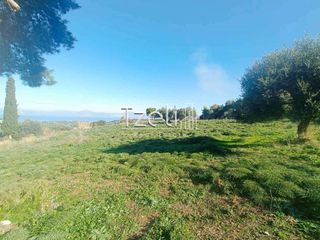 Οικόπεδο 12.000 τ.μ. για πώληση