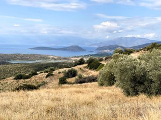 Αγροτεμάχια 19.708 τ.μ. για πώληση, Αργολίδα, Ασίνη-thumb-4