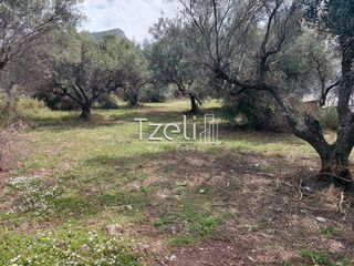 Οικόπεδο 2.520 τ.μ. για πώληση, Αχαΐα, Μεσσατίδα-thumb-9