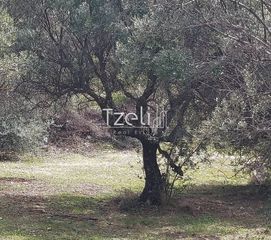 Οικόπεδο 1.200 τ.μ. για πώληση, Αχαΐα, Μεσσατίδα-thumb-21