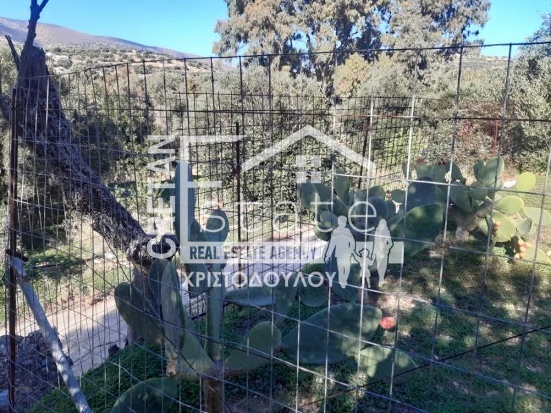 Αγροτεμάχια 1.200 τ.μ. προς πώληση, Κάτω Χωριό Ιεράπετρας