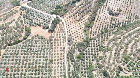 Αγροτεμάχια 8.000τ.μ. για πώληση-Αρκάδι » Πρίνος