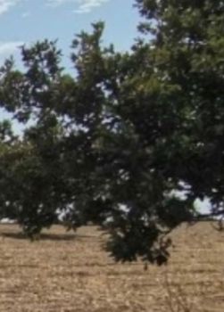 Οικόπεδο 40.000τ.μ. για πώληση-Σύρος » Ποσειδωνία