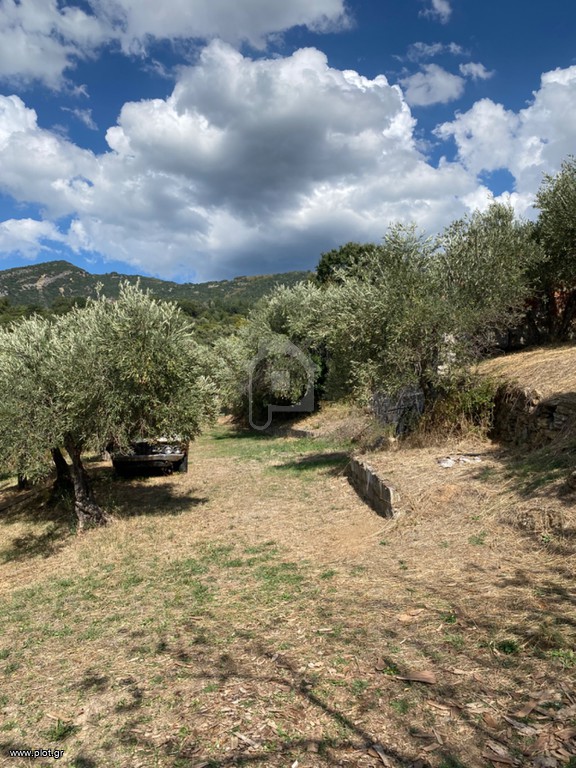 Οικόπεδο 13.500 τ.μ. πρός πώληση, Μαγνησία, Πορταριά