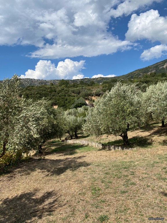 Οικόπεδο 13.500 τ.μ. πρός πώληση, Μαγνησία, Πορταριά