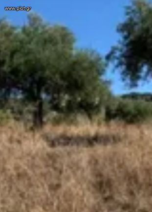 Οικόπεδο 11.700 τ.μ. για πώληση, Κυκλάδες, Κύθνος