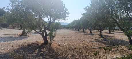 Αγροτεμάχια 15.000 τ.μ. για πώληση