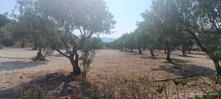 Αγροτεμάχια 15.000 τ.μ. για πώληση