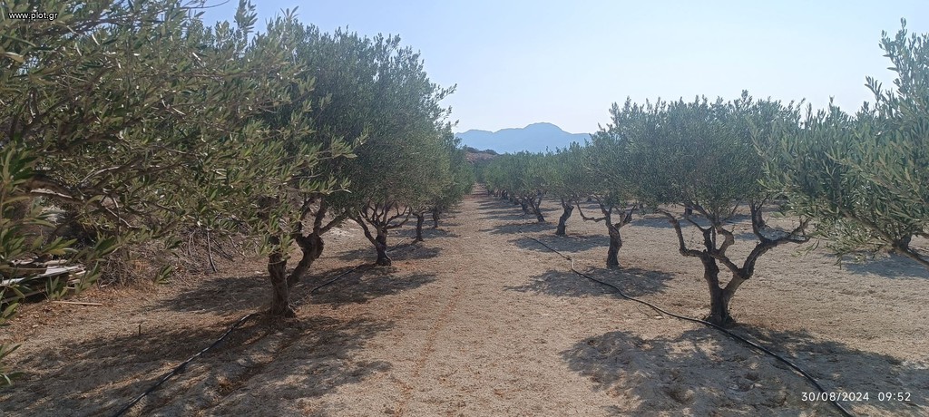 Αγροτεμάχια 15.000 τ.μ. πρός πώληση, Ν. Λασιθίου, Ιεράπετρα