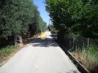 Αγροτεμάχια 1.750 τ.μ. προς πώληση, Διγελιώτικα-thumb-3
