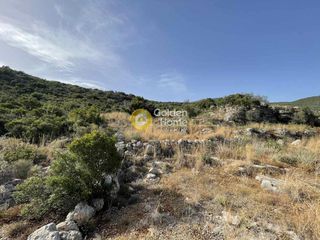 Οικόπεδο 14.000 τ.μ. για πώληση, Μεσσηνία, Λεύκτρος-thumb-3