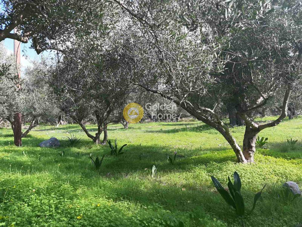 Οικόπεδο 5.600 τ.μ. προς πώληση, Ν. Λασιθίου, Βραχάσι