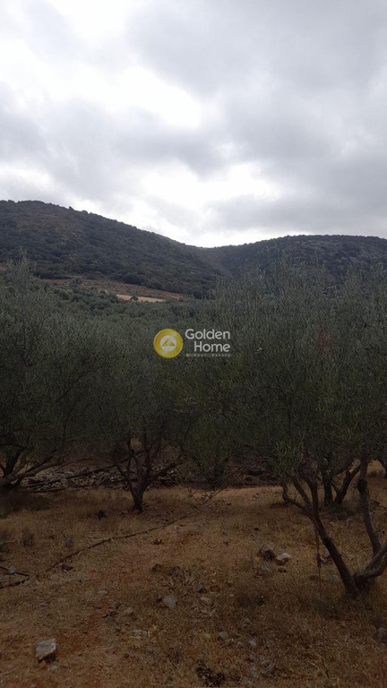 Οικόπεδο 5.600 τ.μ. προς πώληση, Ν. Λασιθίου, Βραχάσι