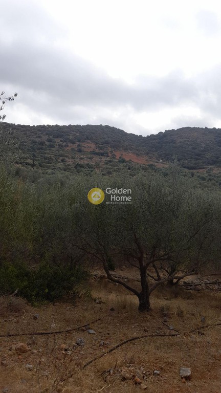 Οικόπεδο 5.600 τ.μ. προς πώληση, Ν. Λασιθίου, Βραχάσι