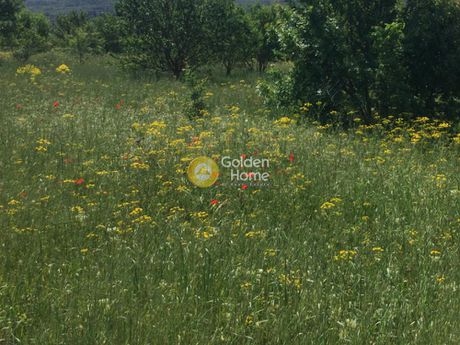 Αγροτεμάχια 10.000 τ.μ. για ενοικίαση