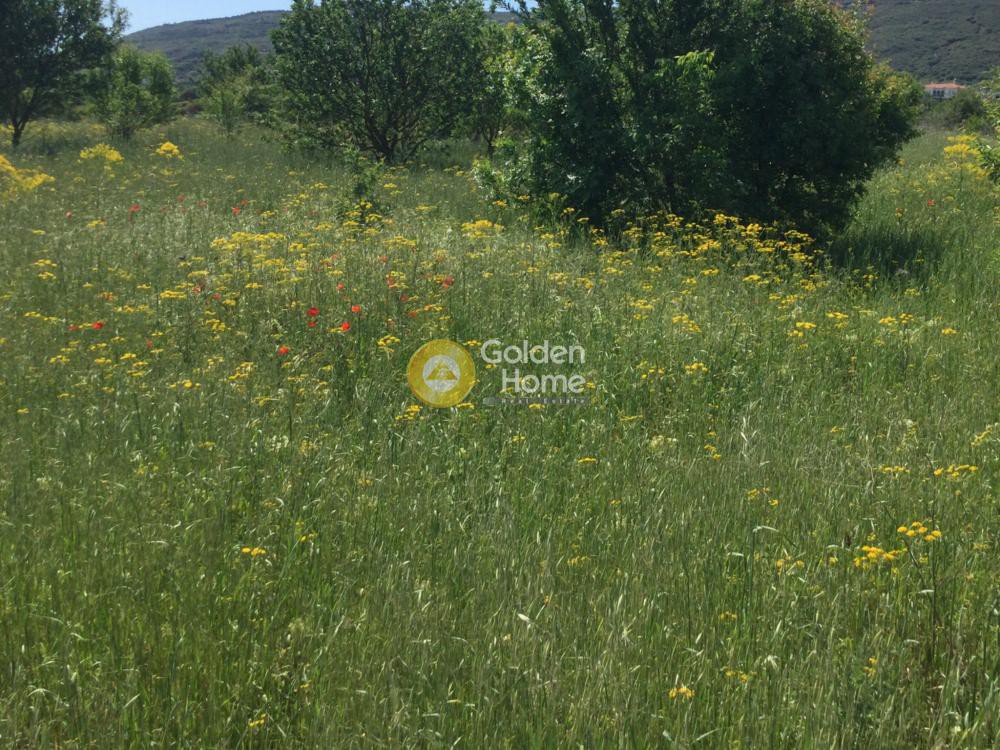 Αγροτεμάχια 10.000 τ.μ. προς ενοικίαση, Θεσσαλονίκη - Περιφ/Κοί Δήμοι, Θέρμη