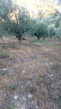 Οικόπεδο 653τ.μ. για πώληση-Ξυλόκαστρο » Ζητουλιάρικα