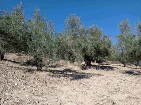 Land plot 998sqm for sale-Xilokastro » Zitouliarika