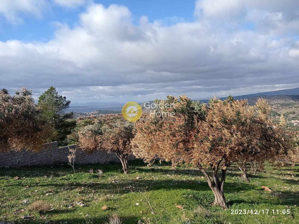 Αγροτεμάχια 4.032 τ.μ. προς πώληση, Λαγονήσι
