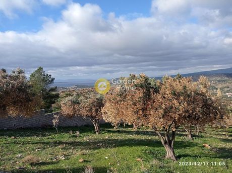 Αγροτεμάχια 4.032 τ.μ. για πώληση