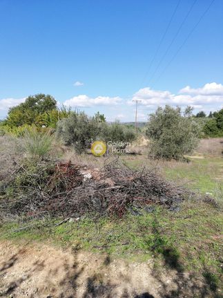 Αγροτεμάχια 6.000 τ.μ. για πώληση, Ν. Ηλείας, Σκιλούντα