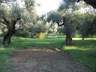 Οικόπεδο 2.600 τ.μ. για πώληση