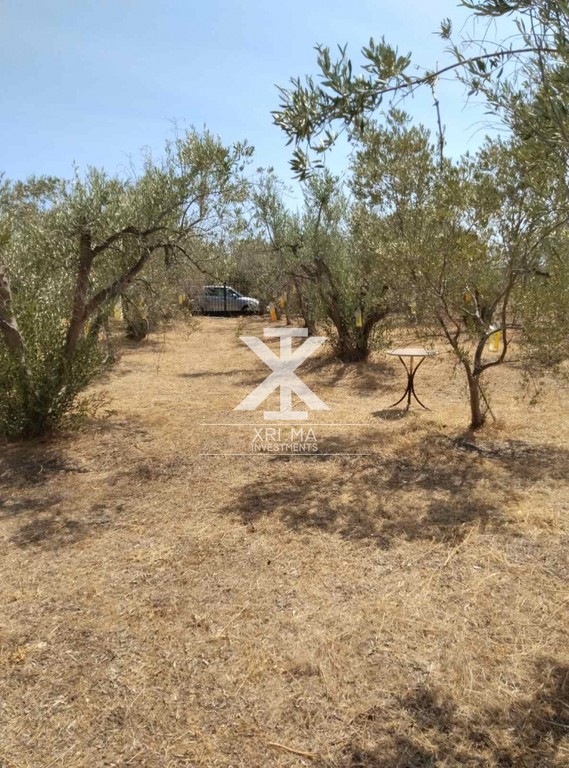 Αγροτεμάχια 500 τ.μ. πρός πώληση, Χαλκιδική, Καλλικράτεια