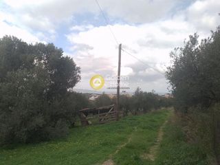 Οικόπεδο 3.200 τ.μ. για πώληση