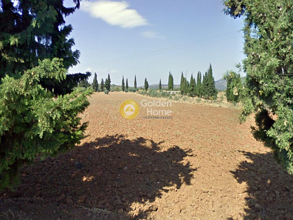 Αγροτεμάχια 6.024 τ.μ. για ενοικίαση, Κορινθία, Τενέα
