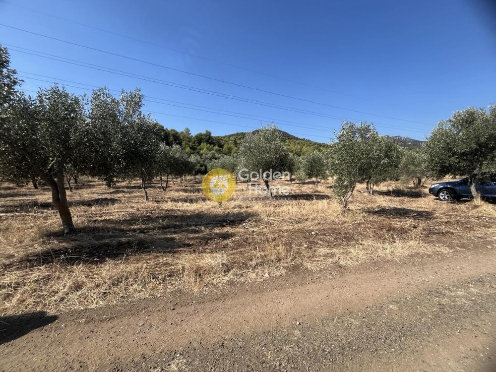 Αγροτεμάχια 5.000 τ.μ. προς πώληση, Τραγάνα Αταλάντης