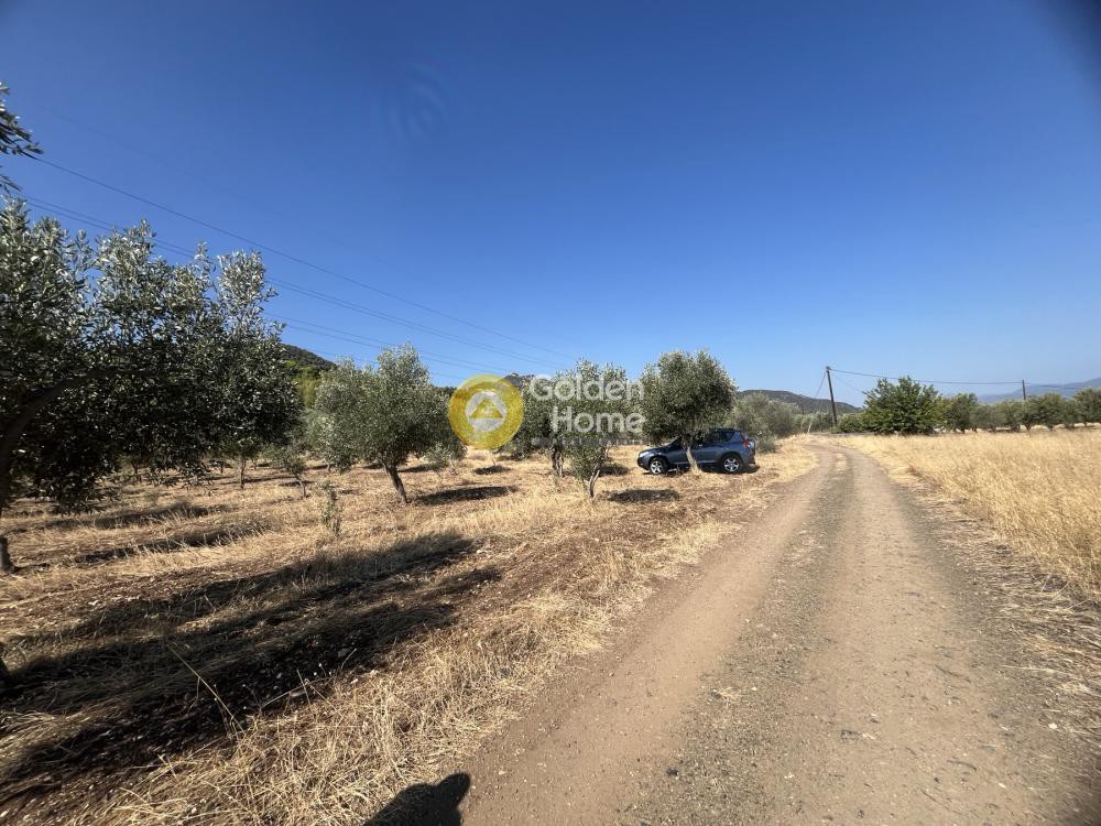 Αγροτεμάχια 5.000 τ.μ. προς πώληση, Τραγάνα Αταλάντης