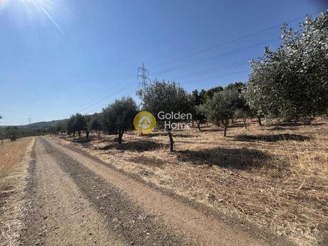 Αγροτεμάχια 5.000τ.μ. για πώληση-Αταλάντη » Τραγάνα