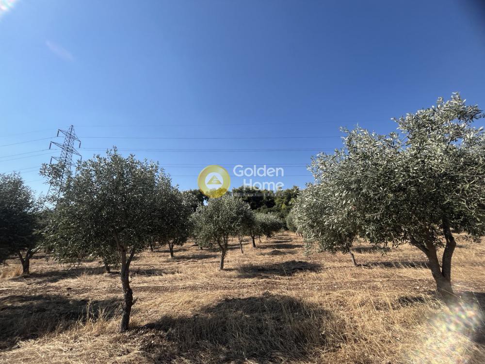Αγροτεμάχια 5.000 τ.μ. προς πώληση, Τραγάνα Αταλάντης